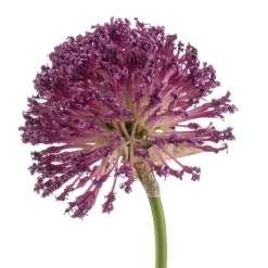 Kunstbloem Allium Paars - 72 cm
