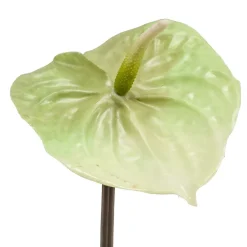 Kunstbloem Anthurium Groen - 65 cm