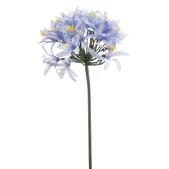 Kustbloem Agapanthus Blauw - 80 cm